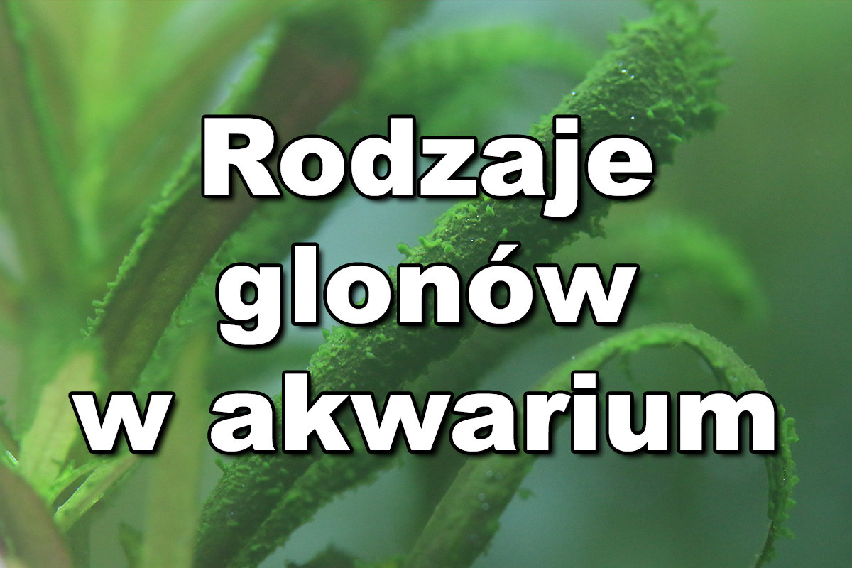 Rodzaje Glonow W Akwarium Akwarystyczny24 Pl