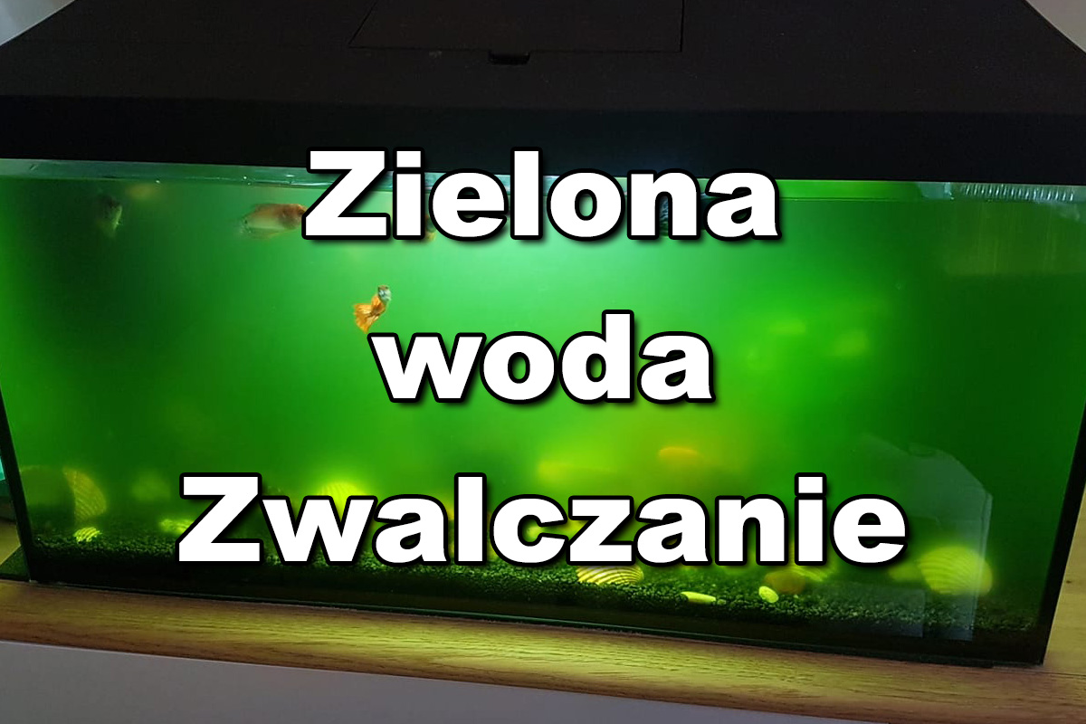 Zwalczanie Zielona Woda W Akwarium Akwarystyczny24 Pl