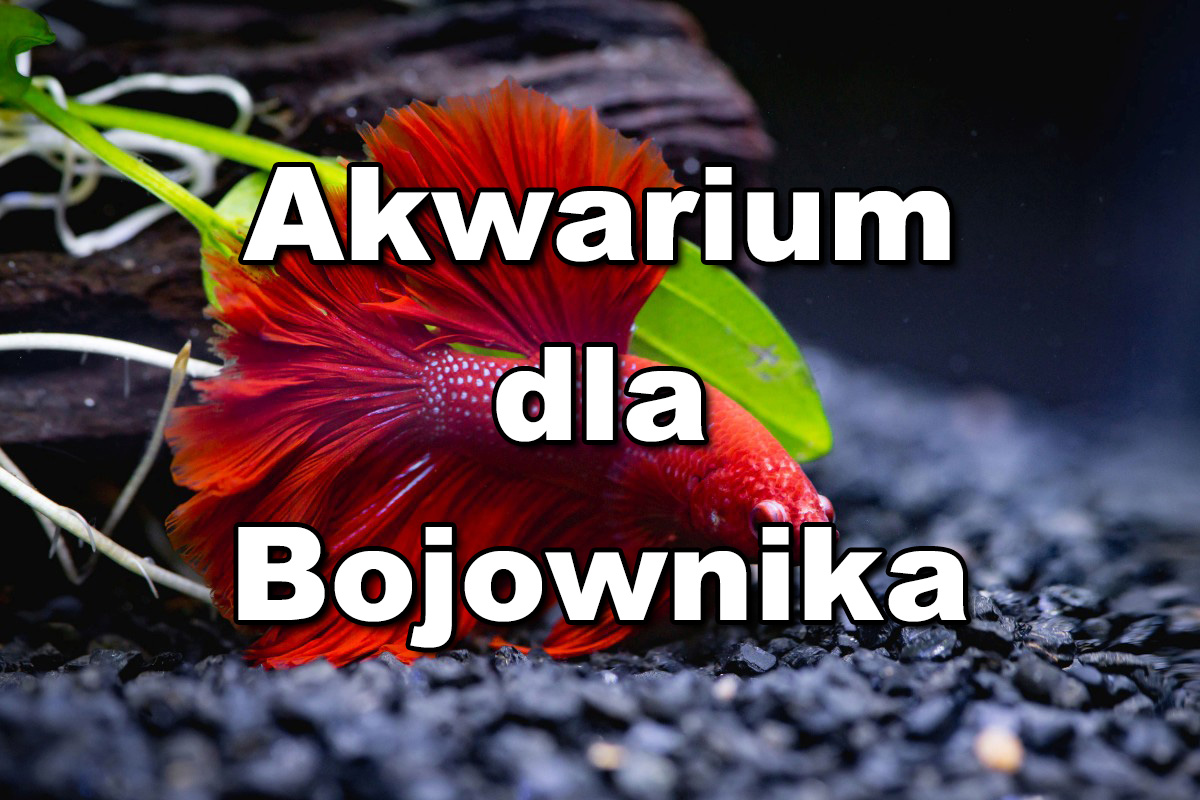 Czy Bojownika Można Trzymać Z Innymi Rybami Akwarium dla bojownika - jakie dobrać i jak urządzić? Czy kula będzie