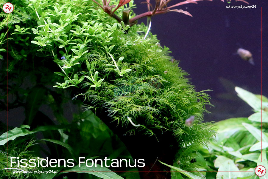 ROŚLINY AKWARIOWE MECH FISSIDENS FONTANUS