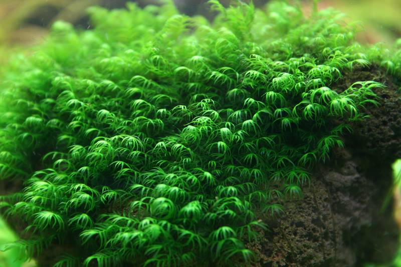 ROŚLINY AKWARIOWE MECH FISSIDENS FONTANUS