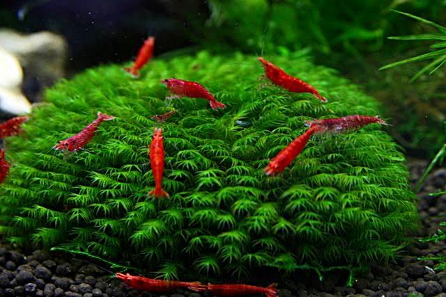 ROŚLINY AKWARIOWE MECH FISSIDENS FONTANUS