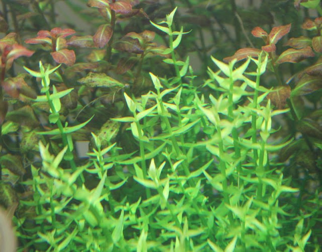ROŚLINY AKWARIOWE GRATIOLA VISCIDULA