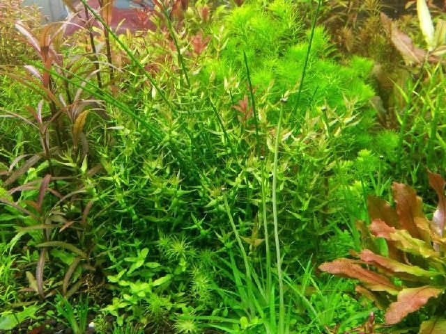 ROŚLINY AKWARIOWE GRATIOLA VISCIDULA