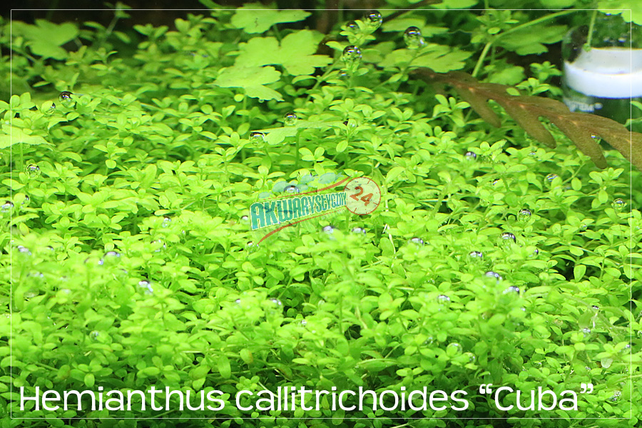 ROŚLINY AKWARIOWE HEMIANTHUS CALLITRICHOIDES 