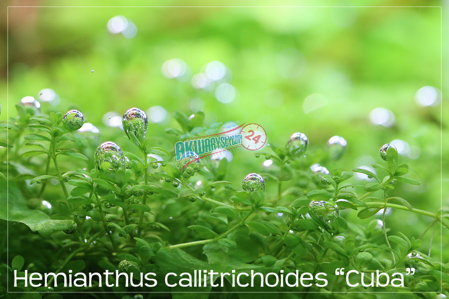 ROŚLINY AKWARIOWE HEMIANTHUS CALLITRICHOIDES 
