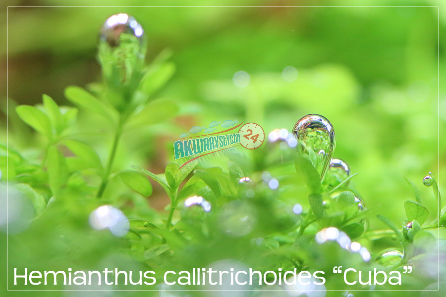 ROŚLINY AKWARIOWE HEMIANTHUS CALLITRICHOIDES 