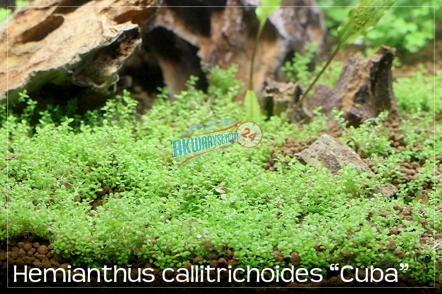ROŚLINY AKWARIOWE HEMIANTHUS CALLITRICHOIDES 
