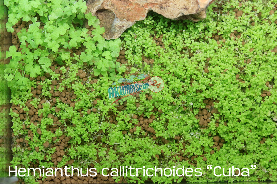 ROŚLINY AKWARIOWE HEMIANTHUS CALLITRICHOIDES 