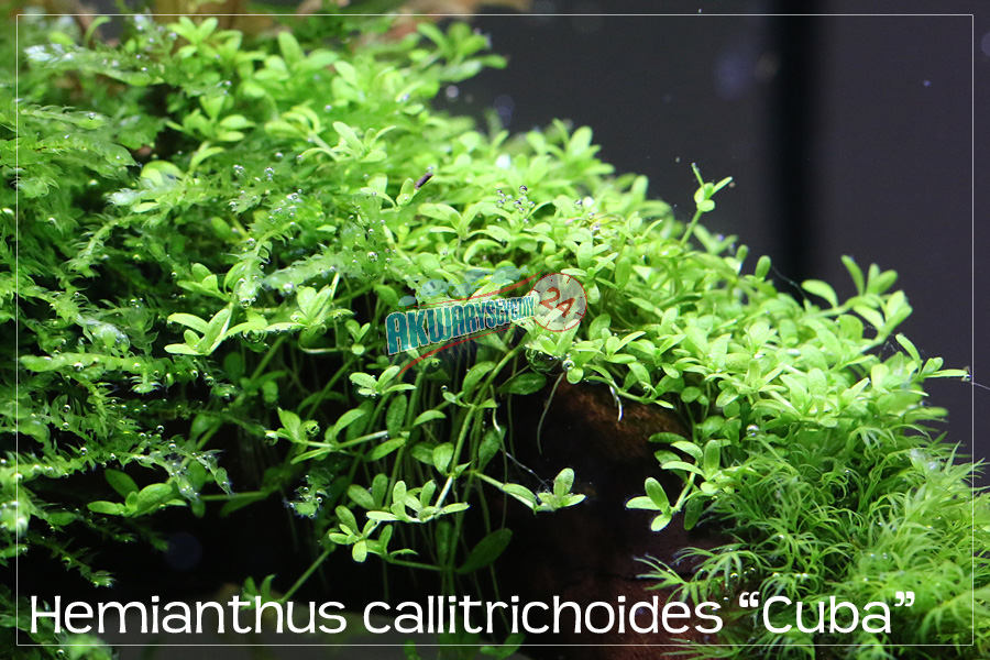ROŚLINY AKWARIOWE HEMIANTHUS CALLITRICHOIDES 