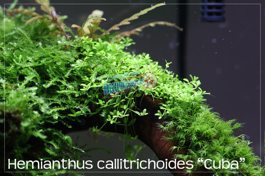 ROŚLINY AKWARIOWE HEMIANTHUS CALLITRICHOIDES 