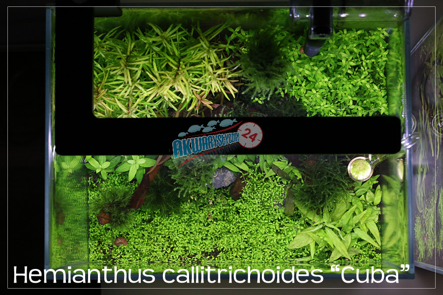 ROŚLINY AKWARIOWE HEMIANTHUS CALLITRICHOIDES 