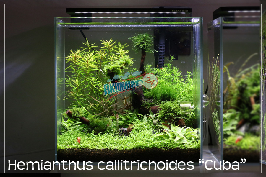 ROŚLINY AKWARIOWE HEMIANTHUS CALLITRICHOIDES 