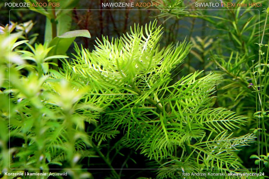 ROŚLINY AKWARIOWE HOTTONIA PALUSTRIS - Dekoracyjna, jasno zielona roślina wodno błotna