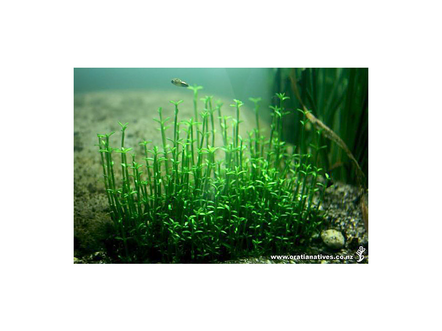 IN-VITRO CRASSULA HELMSII Kubek 10cm - Uprawa In Vitro