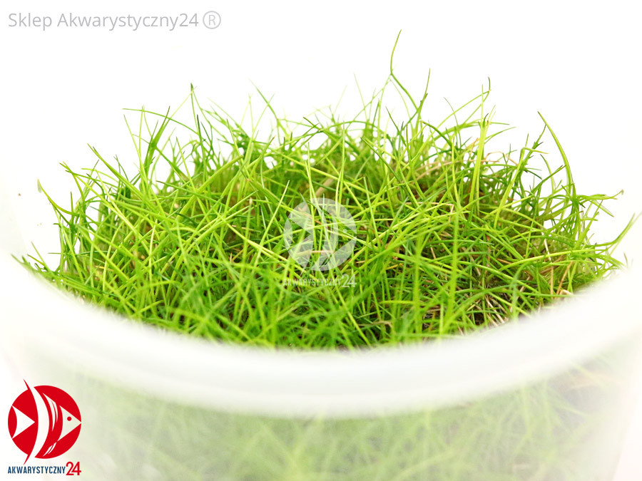 IN-VITRO ELEOCHARIS ACICULARIS MINI Kubek 10cm - Uprawa In Vitro