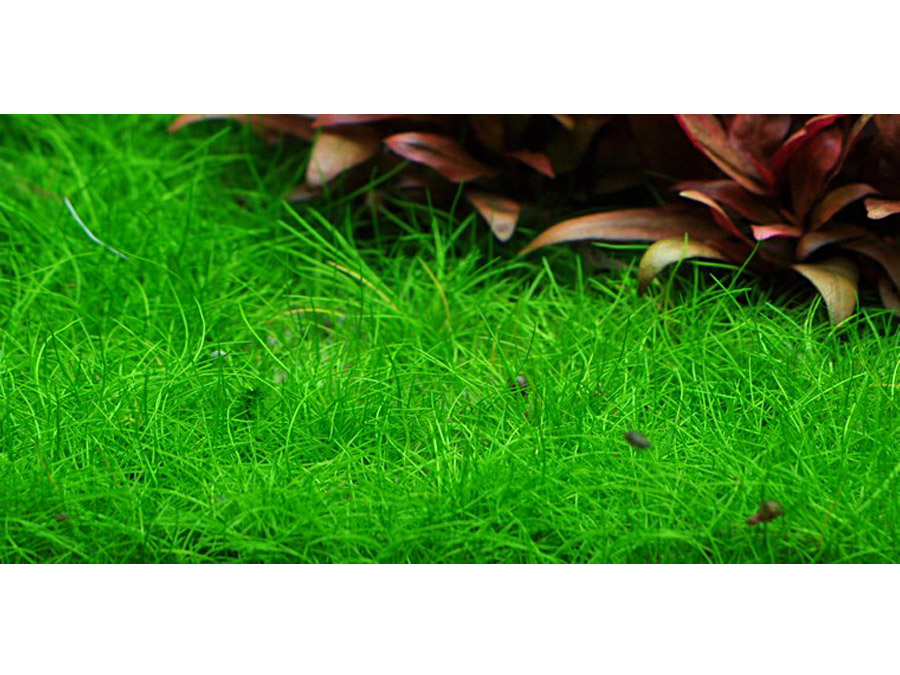 IN-VITRO ELEOCHARIS ACICULARIS MINI Kubek 10cm - Uprawa In Vitro