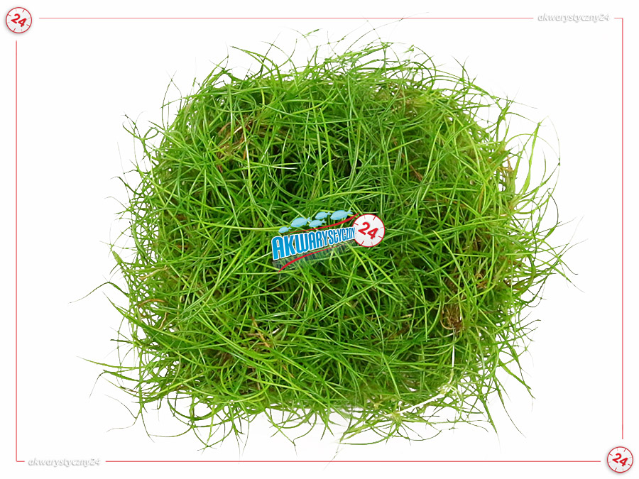 IN-VITRO ELEOCHARIS PARVULA Kubek 10cm - Uprawa In Vitro