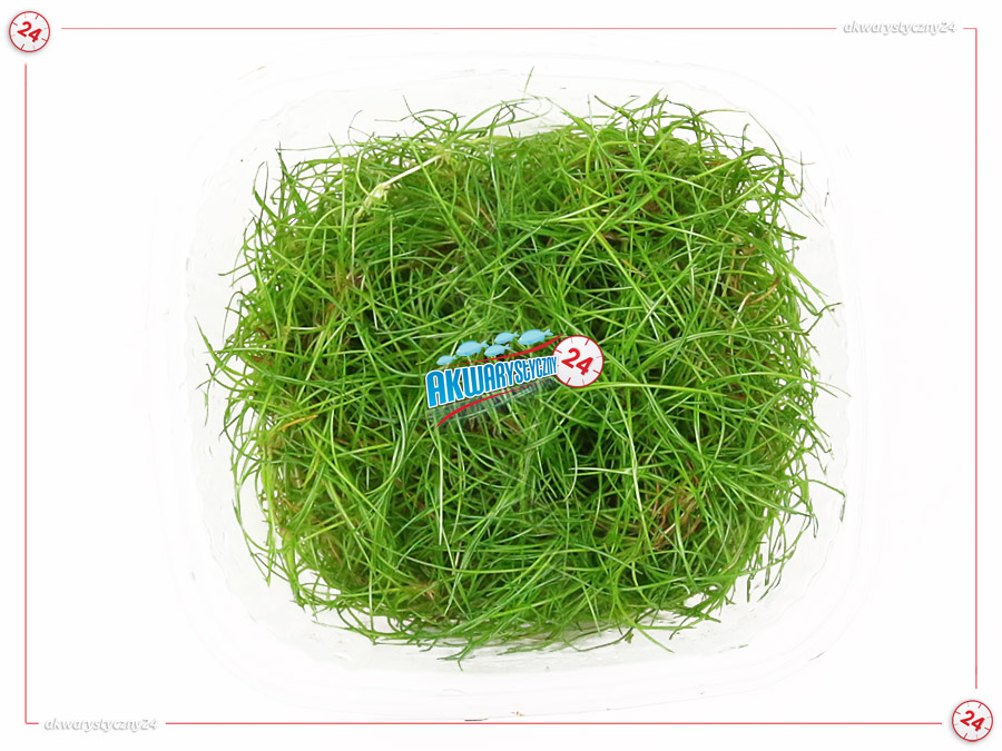 IN-VITRO ELEOCHARIS PARVULA Kubek 10cm - Uprawa In Vitro