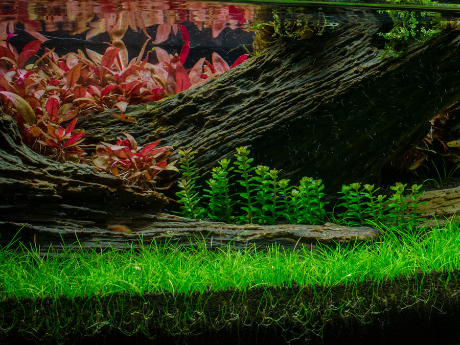 IN-VITRO ELEOCHARIS PARVULA Kubek 10cm - Uprawa In Vitro