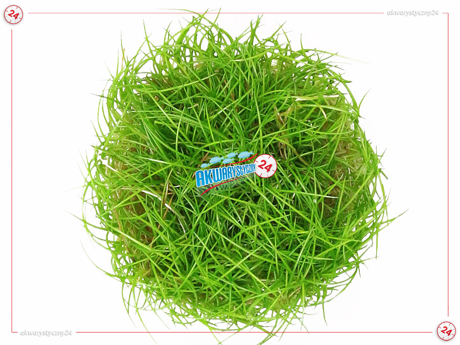 IN-VITRO ELEOCHARIS PUSILLA Kubek 10cm lub 9x6cm - Uprawa In Vitro