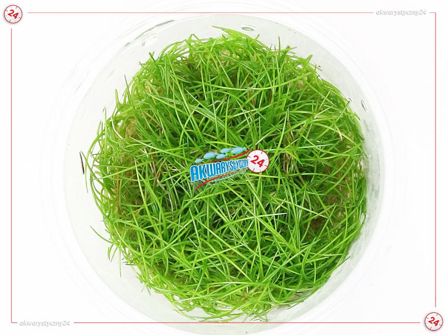 IN-VITRO ELEOCHARIS PUSILLA Kubek 10cm lub 9x6cm - Uprawa In Vitro