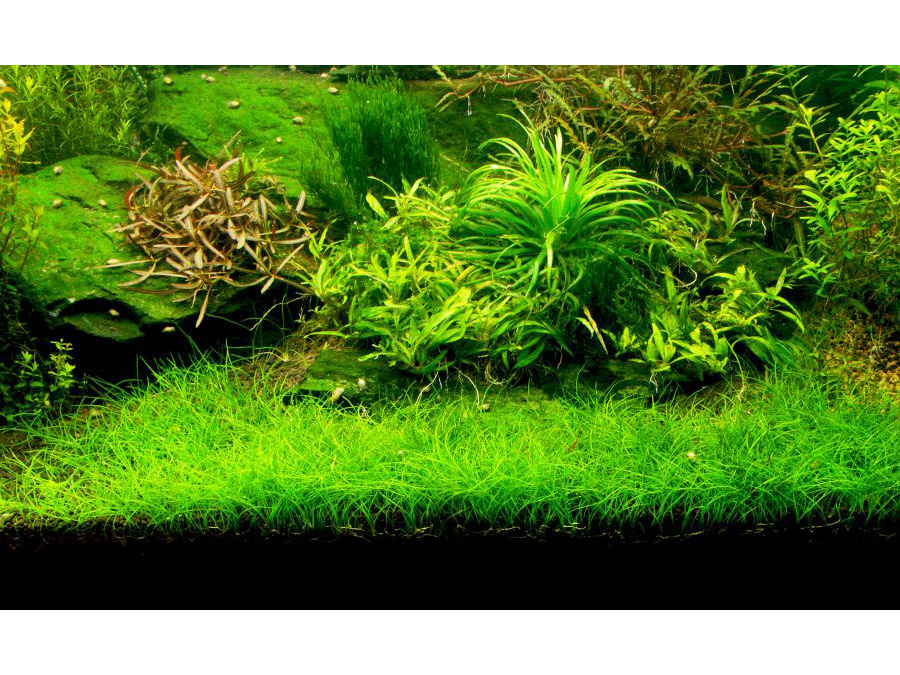 IN-VITRO ELEOCHARIS PUSILLA Kubek 10cm lub 9x6cm - Uprawa In Vitro