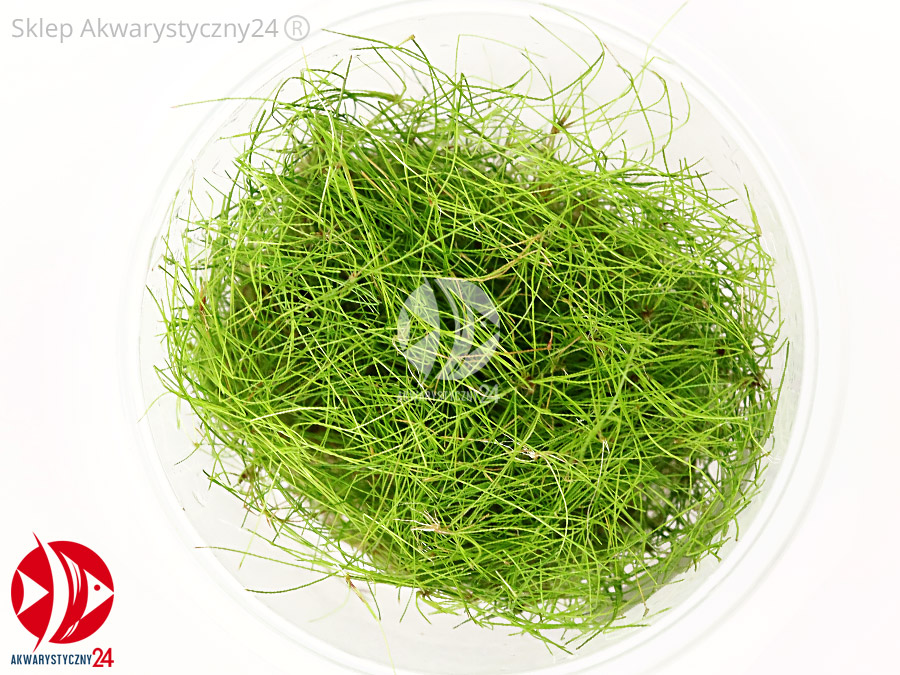 IN-VITRO ELEOCHARIS VIVIPARA Kubek 10cm - Uprawa In Vitro
