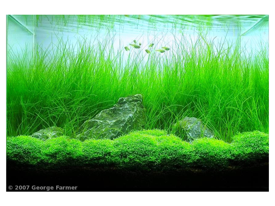 IN-VITRO ELEOCHARIS VIVIPARA Kubek 10cm - Uprawa In Vitro