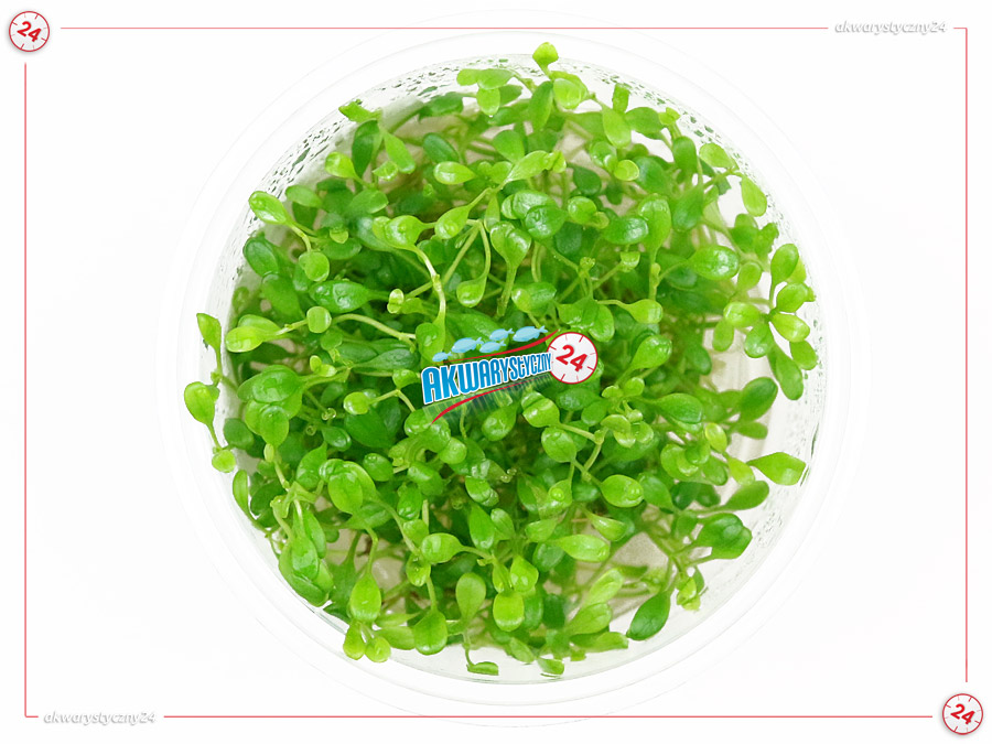 IN-VITRO GLOSSOSTIGMA ELATINOIDES Kubek 10cm lub 9x6cm - Uprawa In Vitro