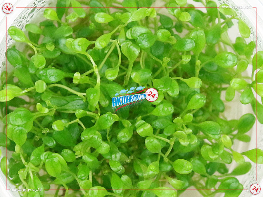 IN-VITRO GLOSSOSTIGMA ELATINOIDES Kubek 10cm lub 9x6cm - Uprawa In Vitro