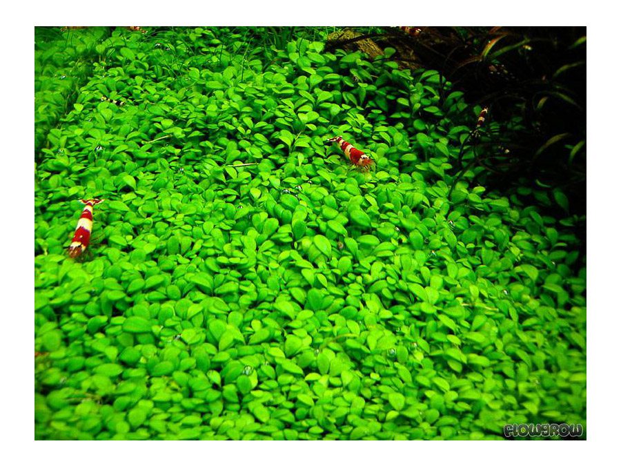 IN-VITRO GLOSSOSTIGMA ELATINOIDES Kubek 10cm lub 9x6cm - Uprawa In Vitro