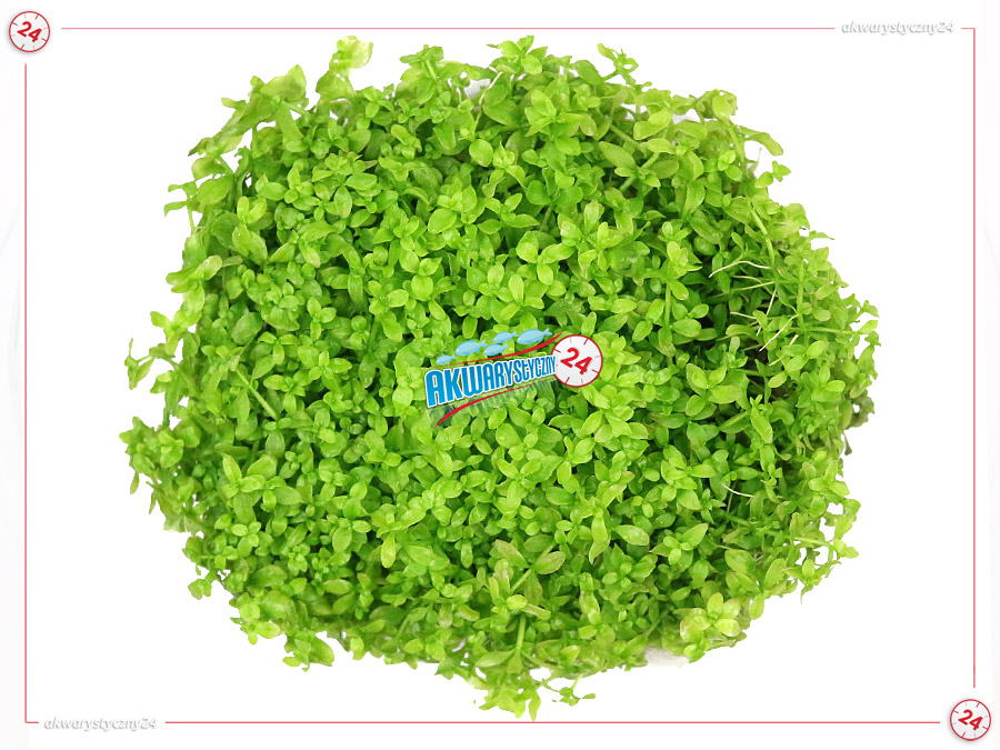 IN-VITRO HEMIANTHUS MICRANTHEMOIDES Kubek 10cm lub 9x6cm - Uprawa In Vitro