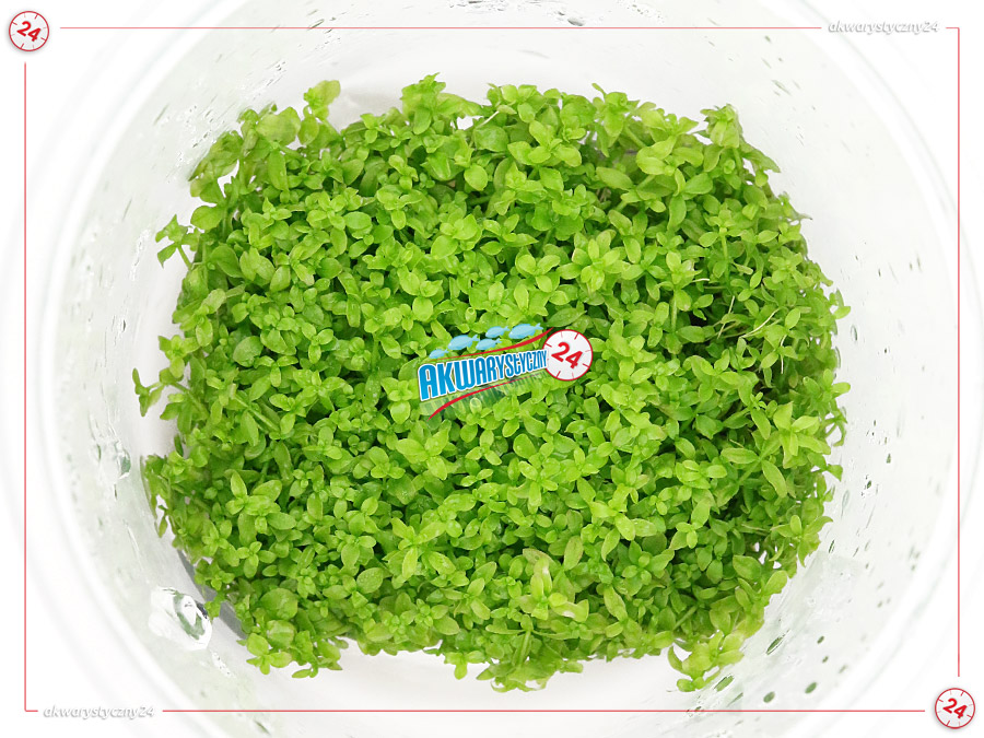IN-VITRO HEMIANTHUS MICRANTHEMOIDES Kubek 10cm lub 9x6cm - Uprawa In Vitro