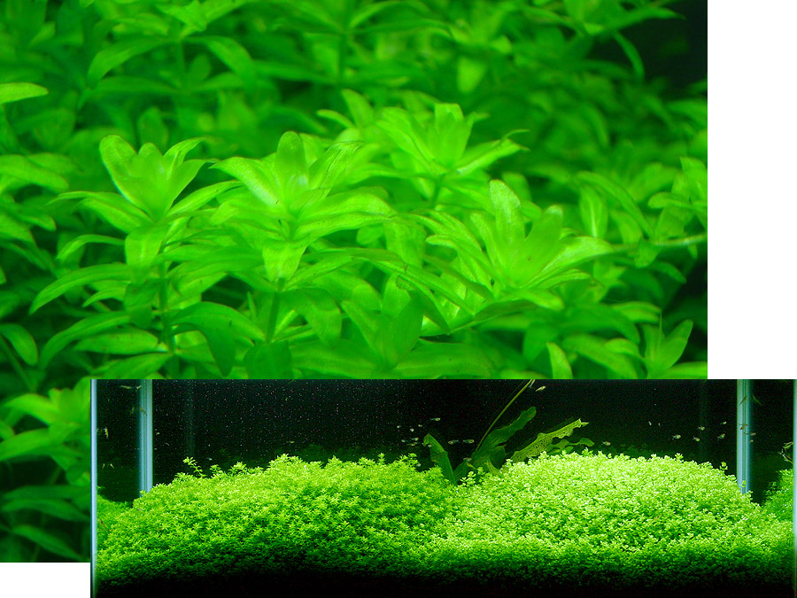 IN-VITRO HEMIANTHUS MICRANTHEMOIDES Kubek 10cm lub 9x6cm - Uprawa In Vitro
