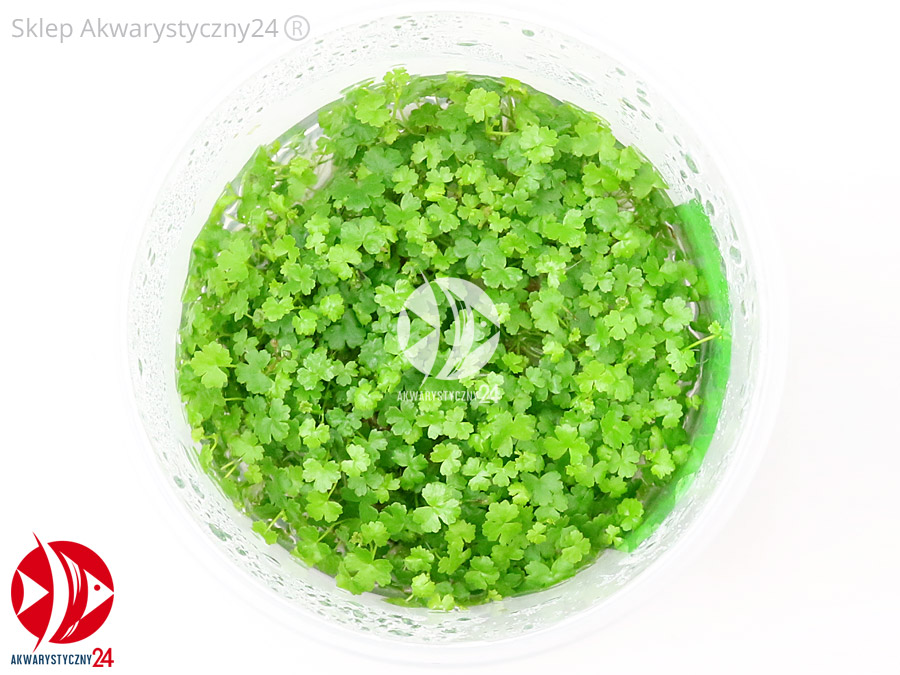 IN-VITRO HYDROCOTYLE TRIPARTITA JAPAN Kubek 10cm - Uprawa In Vitro