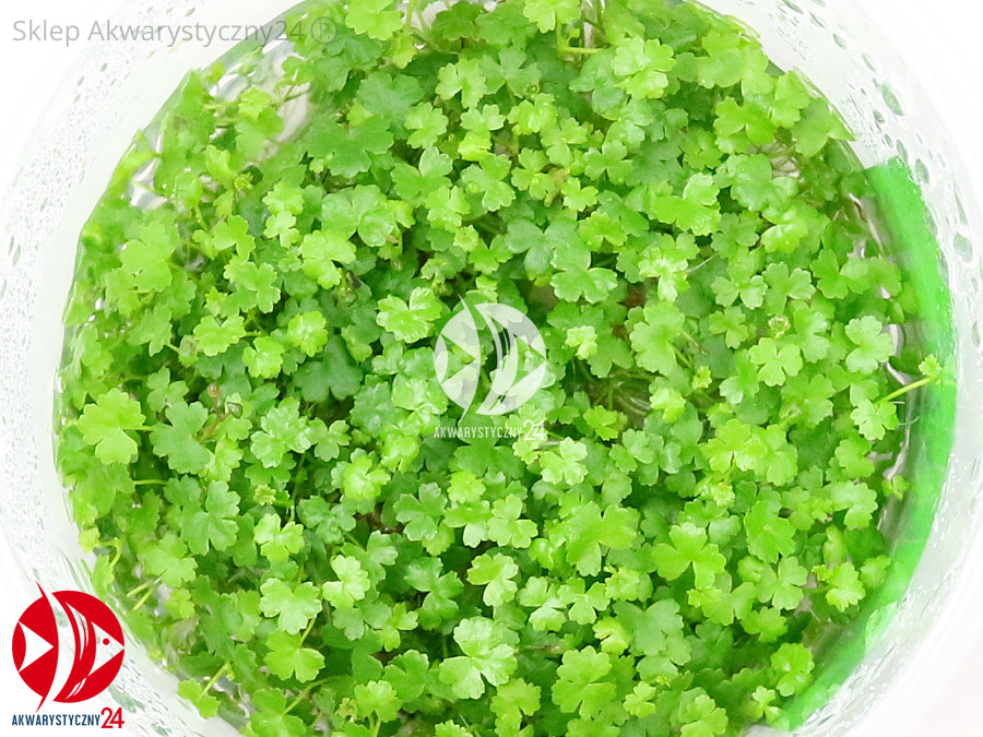 IN-VITRO HYDROCOTYLE TRIPARTITA JAPAN Kubek 10cm - Uprawa In Vitro