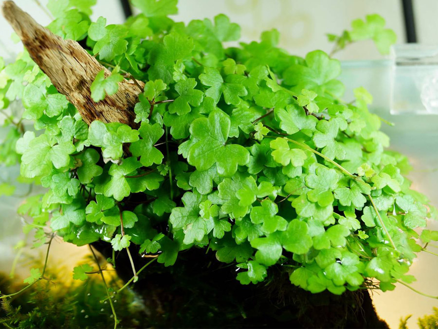 IN-VITRO HYDROCOTYLE TRIPARTITA JAPAN Kubek 10cm - Uprawa In Vitro
