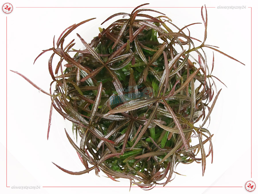 IN-VITRO HYGROPHILA ARAGUAIA Kubek 10cm - Uprawa In Vitro