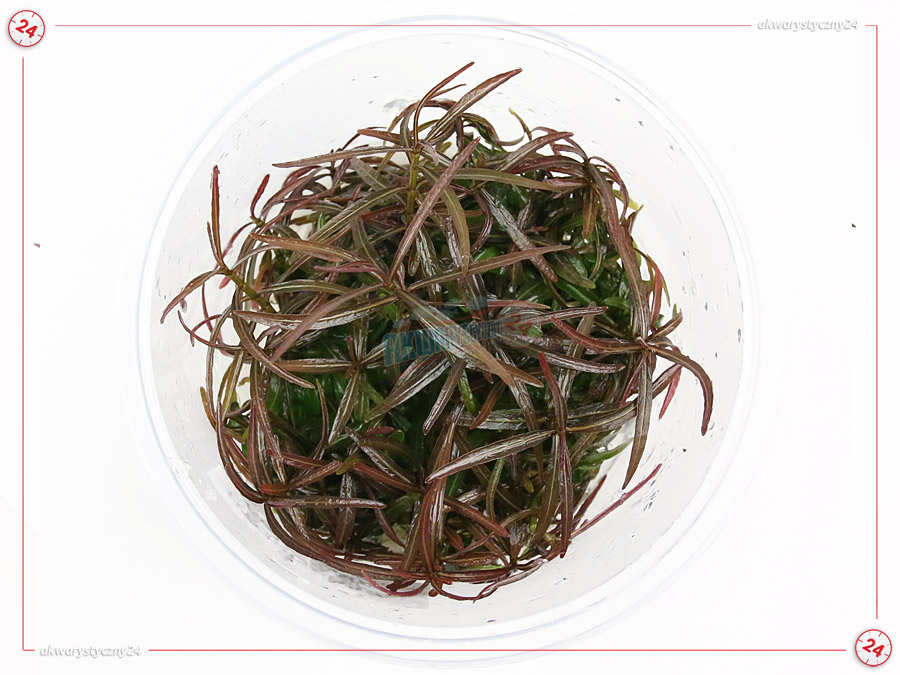 IN-VITRO HYGROPHILA ARAGUAIA Kubek 10cm - Uprawa In Vitro