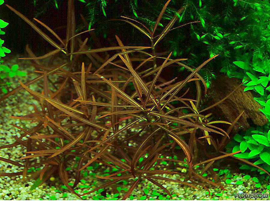 IN-VITRO HYGROPHILA ARAGUAIA Kubek 10cm - Uprawa In Vitro