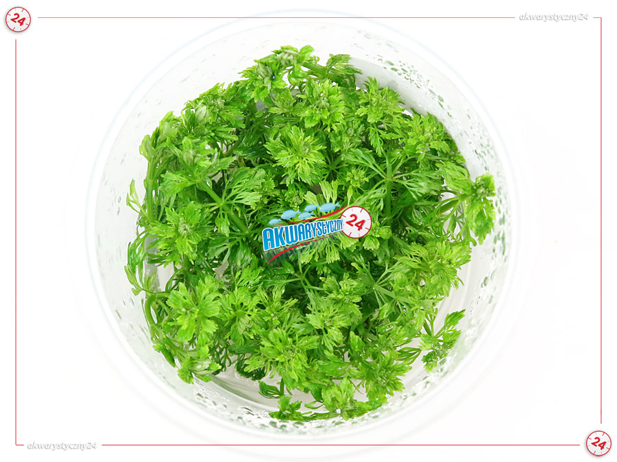IN-VITRO LIMNOPHILA SESSILIFLORA Kubek 10cm - Uprawa In Vitro