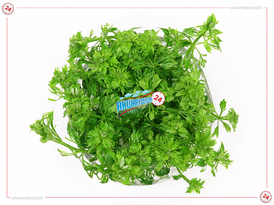 IN-VITRO LIMNOPHILA SESSILIFLORA Kubek 10cm - Uprawa In Vitro