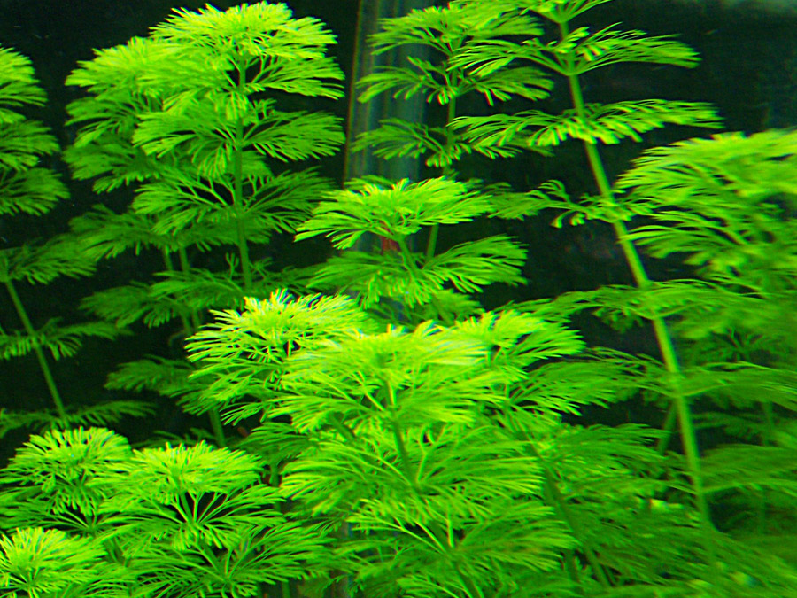 IN-VITRO LIMNOPHILA SESSILIFLORA Kubek 10cm - Uprawa In Vitro
