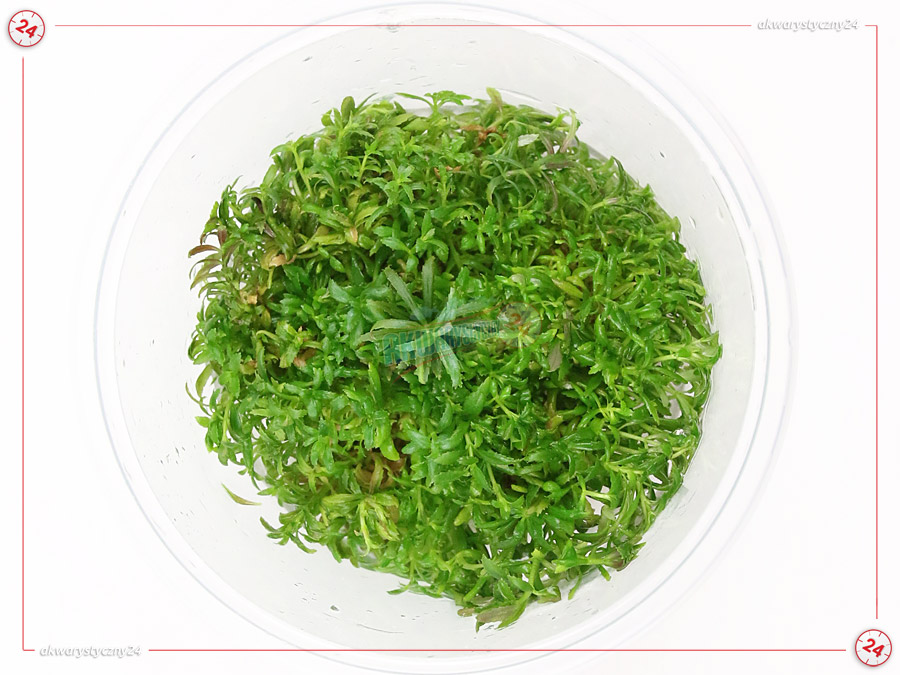 IN-VITRO LIMNOPHILA AROMATICA Kubek 10cm - Uprawa In Vitro