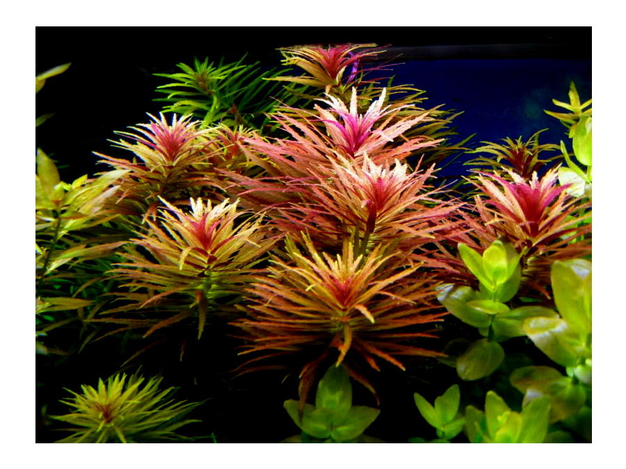 IN-VITRO LIMNOPHILA AROMATICA Kubek 10cm - Uprawa In Vitro
