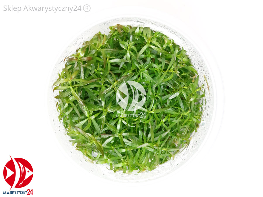 IN-VITRO LUDWIGIA BREVIPES Kubek 10cm - Uprawa In Vitro
