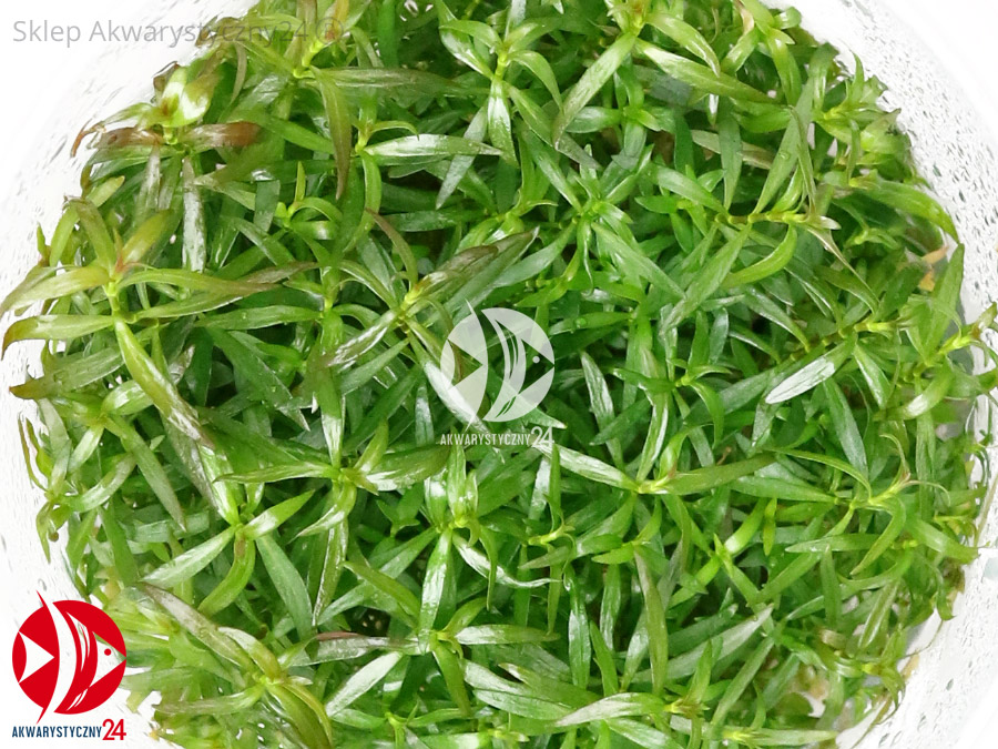 IN-VITRO LUDWIGIA BREVIPES Kubek 10cm - Uprawa In Vitro