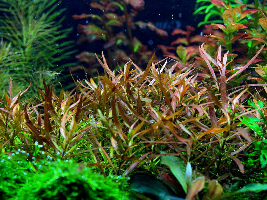IN-VITRO LUDWIGIA BREVIPES Kubek 10cm - Uprawa In Vitro