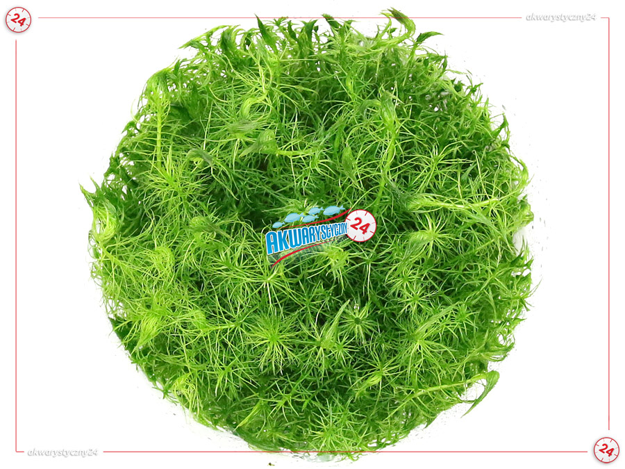 IN-VITRO MYRIOPHYLLUM AQUATICUM Kubek 10cm - Uprawa In Vitro